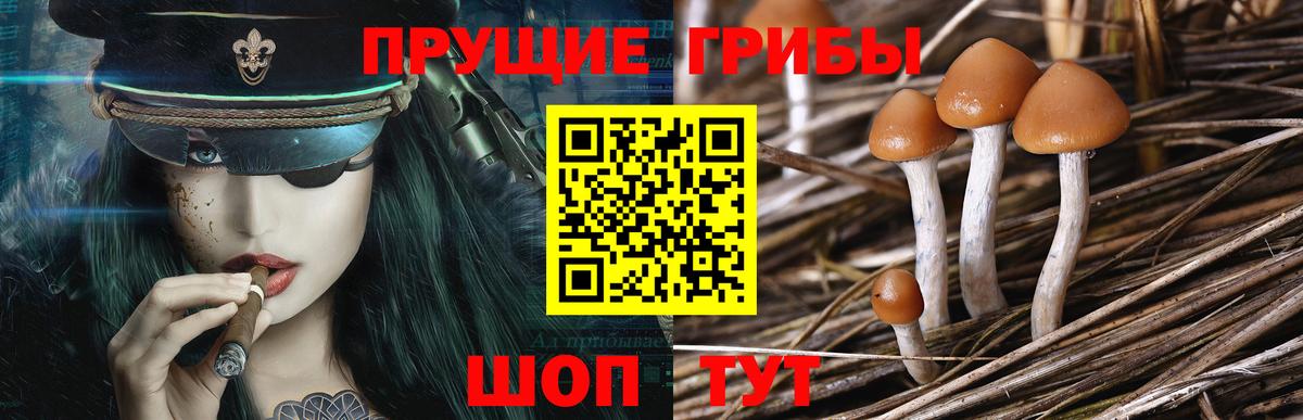 Галлюциногенные грибы Psilocybe Новомосковск